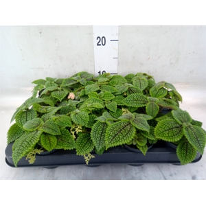 Pilea mollis 'Moon Valley'