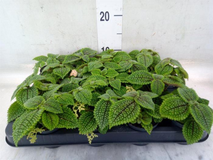 <h4>Pilea mollis 'Moon Valley'</h4>