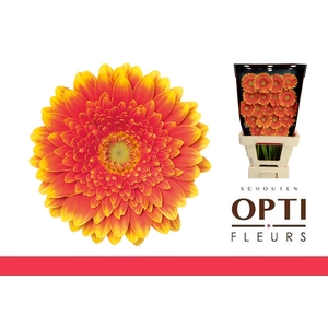 Germini Franky Diamond