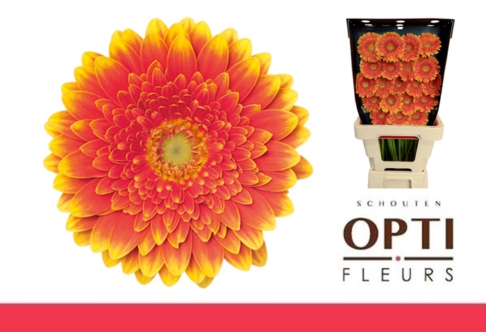 <h4>GE MI FRANKY-Diamond*60</h4>