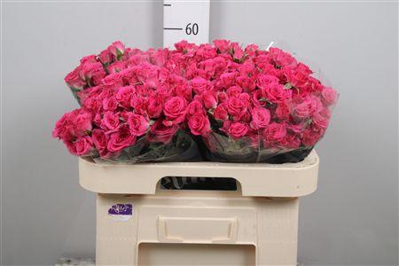 <h4>R Tr Lovely Lydia</h4>