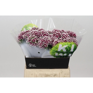 Dianthus Br Kiwi Maroon XXL