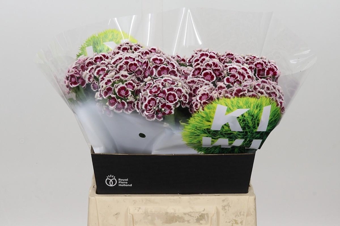 <h4>Dianthus Br Kiwi Maroon XXL</h4>