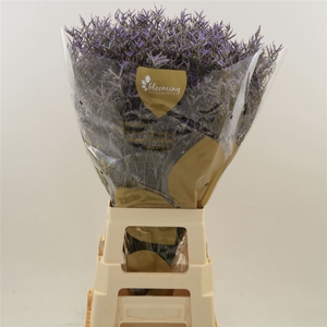 Limonium Safora Dark Blue