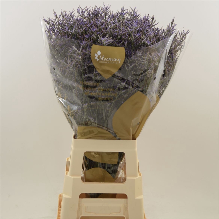 <h4>Limonium Safora Dark Blue</h4>