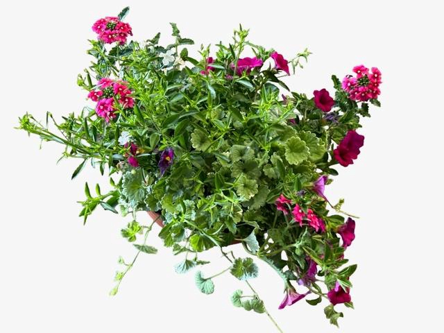 <h4>PERKPL GEM IN POT</h4>