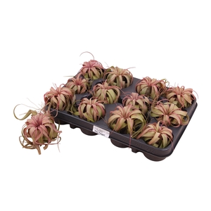 TILL XER SILVER BEAU