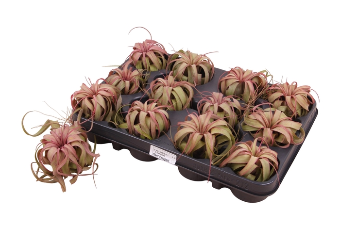 <h4>TILL XER SILVER BEAU</h4>