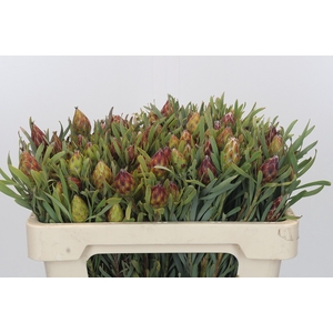 Kaaps Groen Plumosum Rubrum