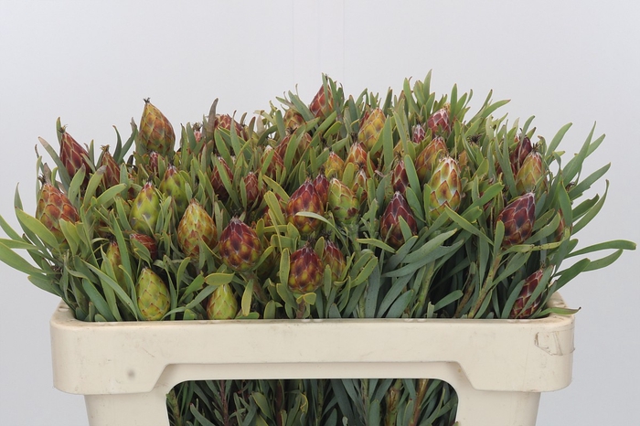 <h4>Kaaps Groen Plumosum Rubrum</h4>