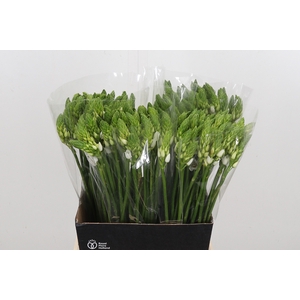 Ornithogalum T Mount Fuji