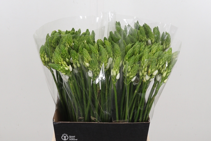 <h4>Ornithogalum T Mount Fuji</h4>
