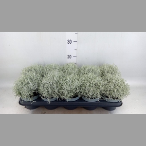 Leucophyta brownii