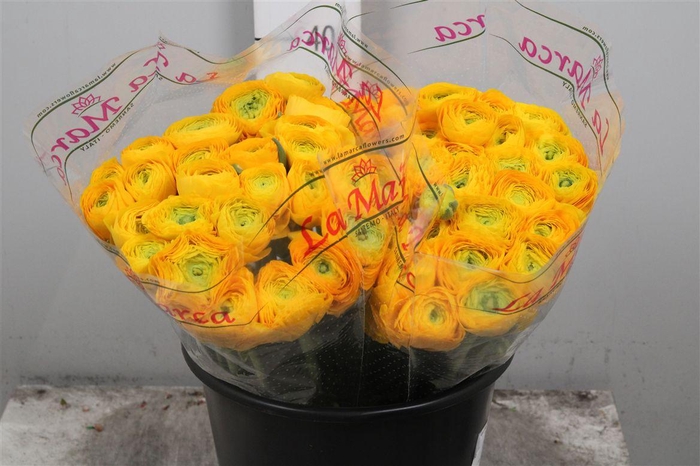 <h4>Ran Su Omega Ex</h4>