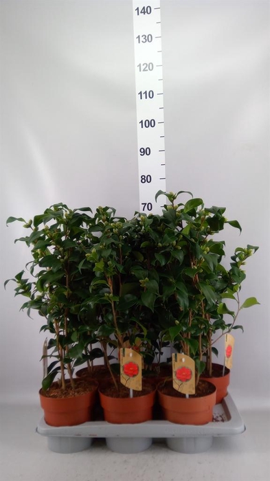<h4>Camellia reticulata 'Mary Williams'</h4>