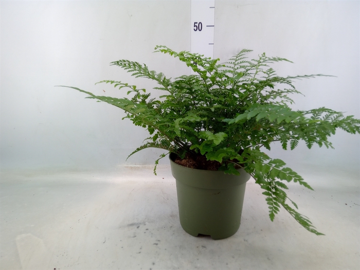 <h4>Asplenium parvati</h4>