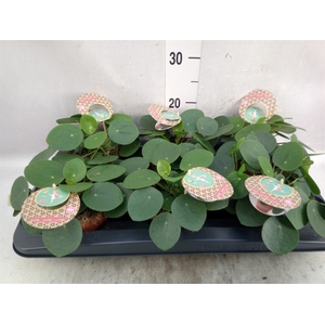 Pilea peperomoides