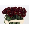 Dahlia Black Fox