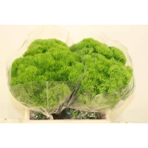 DI BARB GREEN WICKY
