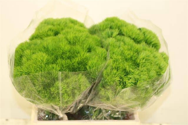 <h4>DI BARB GREEN WICKY</h4>