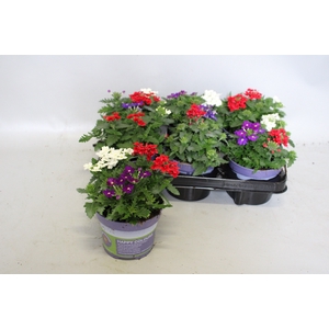 Happy Colours Verbena Trio