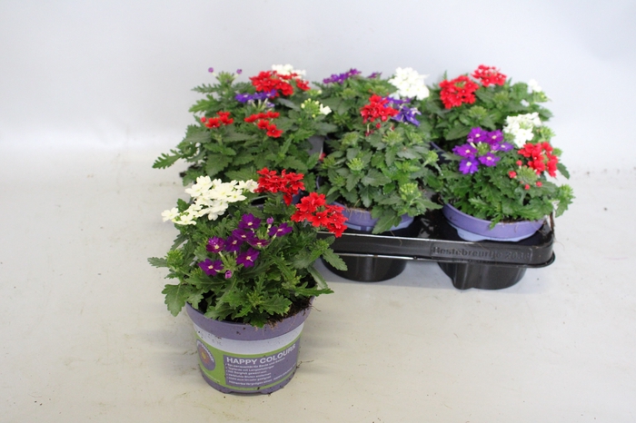 <h4>Happy Colours Verbena Trio</h4>
