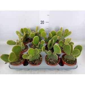 Opuntia microdasys var. pallida