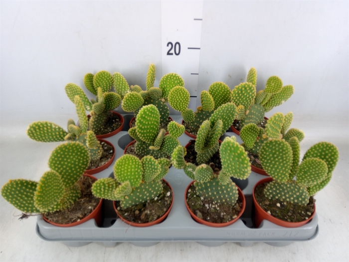 <h4>Opuntia microdasys var. pallida</h4>