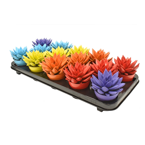 <h4>Echeveria coloured mix</h4>