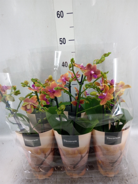 <h4>Phalaenopsis multi. 'Ant Bolgheri'</h4>