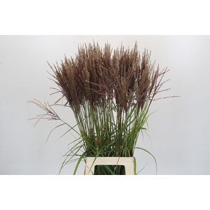 Miscanthus Rotfeder