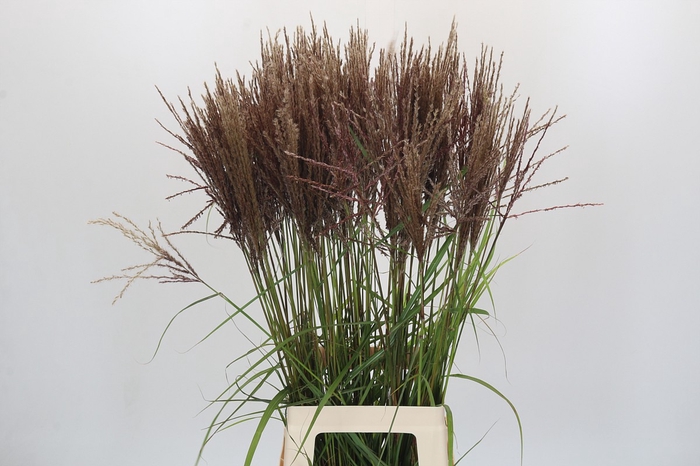 <h4>Miscanthus Rotfeder</h4>