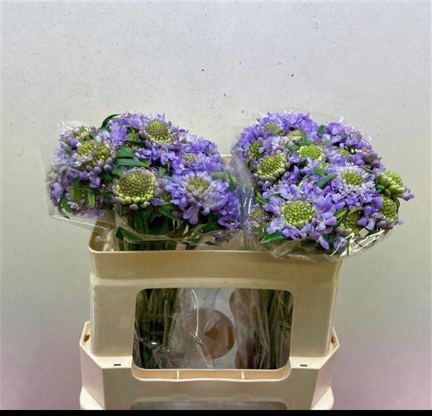 <h4>Scabiosa Lavender Scoop Rozelman Ziv</h4>