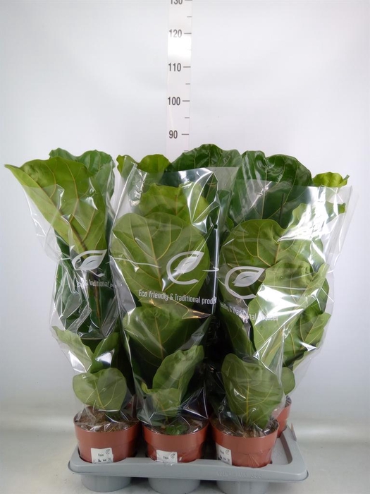 <h4>Ficus lyrata</h4>