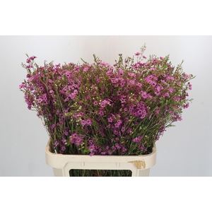 Chamelaucium Niek's Pride