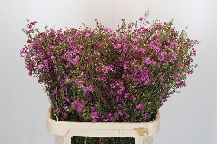 <h4>Chamelaucium Niek's Pride</h4>