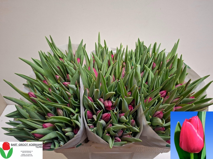 <h4>TU EN PINK ARDOUR</h4>