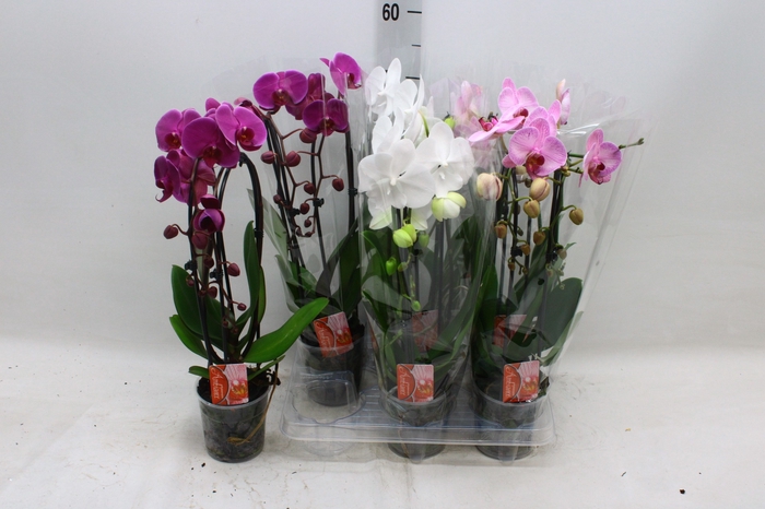 <h4>PHAL EL CASCADE</h4>