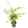 Acer palmatum Katsura