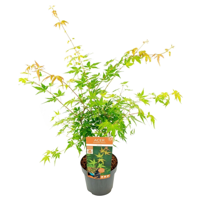 Acer palmatum Katsura