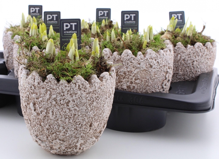 <h4>ARR N TETE A TETE</h4>