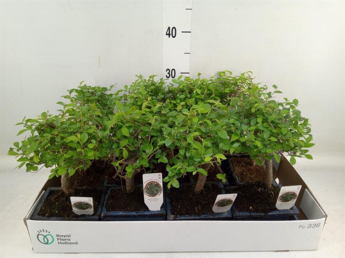 <h4>Bonsai   ...mix</h4>