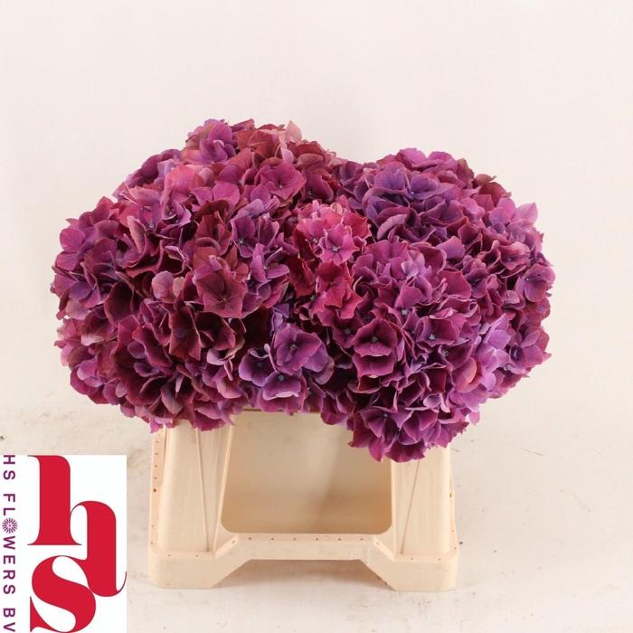 <h4>Hydr Mag Pink Ruby Paars</h4>