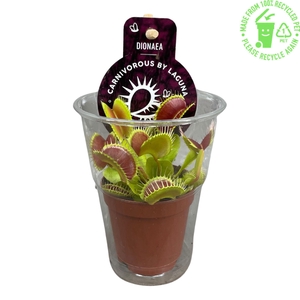 Dionaea Muscipula in beker met etiket