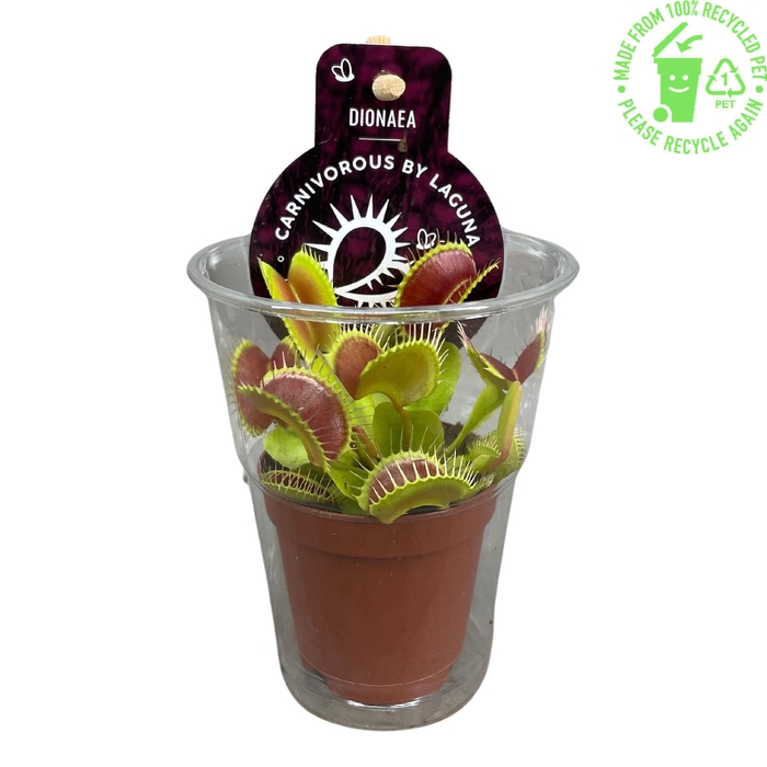 <h4>Dionaea Muscipula in beker met etiket</h4>