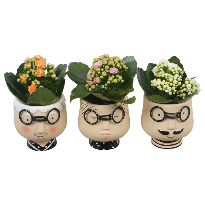 <h4>Arr.   Planten L%</h4>