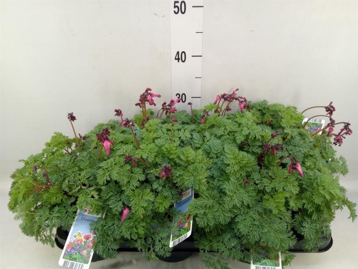 <h4>Dicentra   ...</h4>