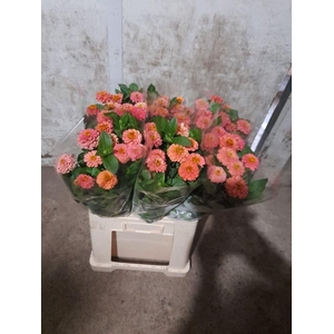 ZINNIA ELEGANS#