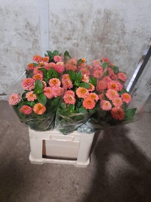 <h4>ZINNIA ELEGANS#</h4>