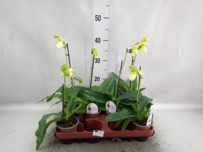 Paphiopedilum   ...